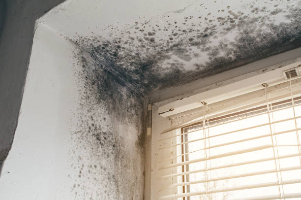 Affordable Mold Remediation solutions in Jeffersonton, VA